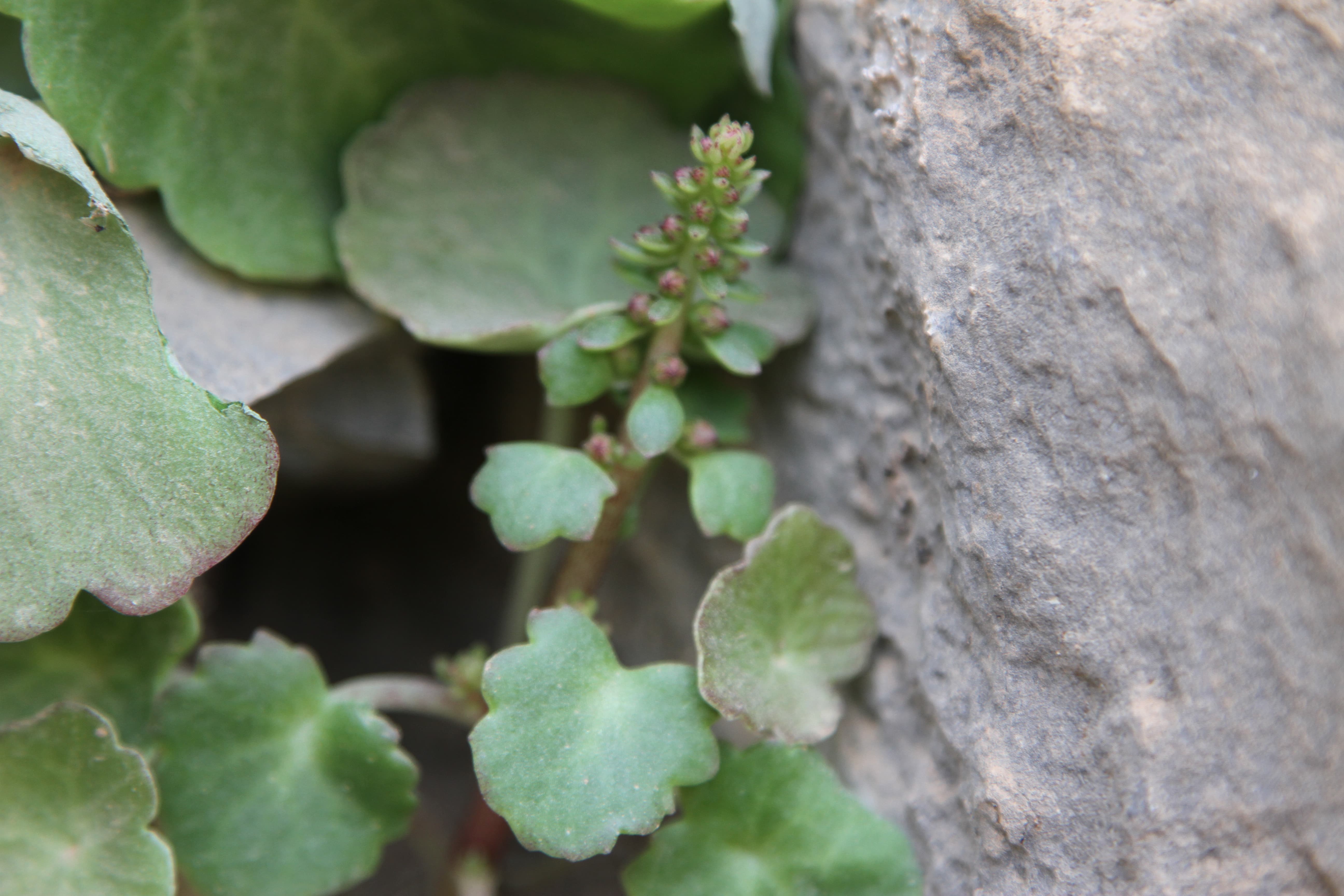 Plant Image